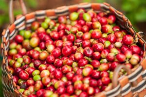 coffee fruit cherry - Artisan Coffee Roastery